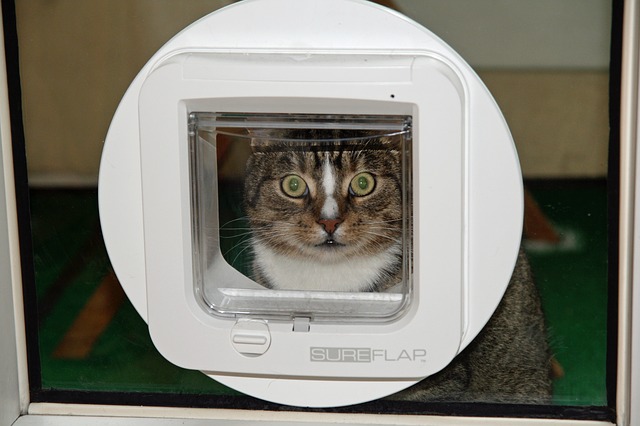 cat flap in glass door